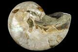 Cretaceous Nautilus (Cymatoceras) Fossil - Madagascar #113149-1